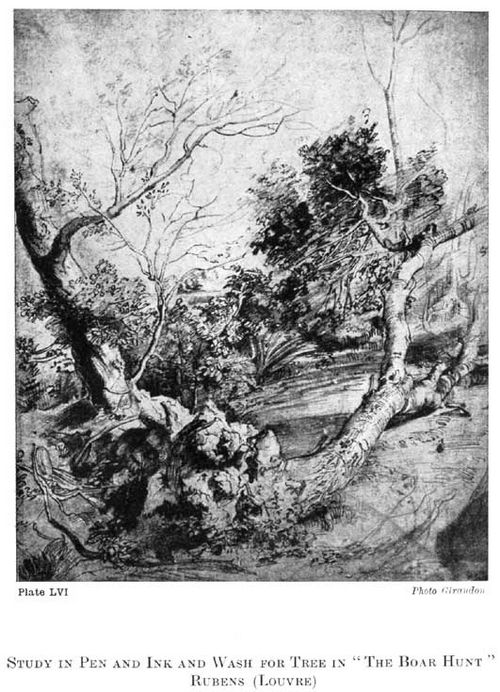 Plate LVI. STUDY IN PEN AND INK AND WASH FOR TREE IN "THE BOAR HUNT" RUBENS (LOUVRE) Photo Giraudon